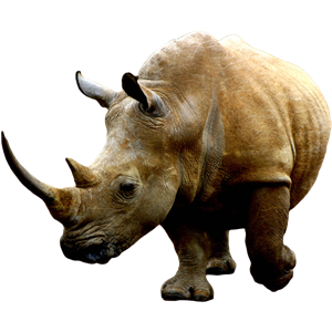 Rhino PNG-24799